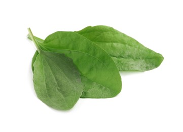 Photo of Green broadleaf plantain leaves on white background