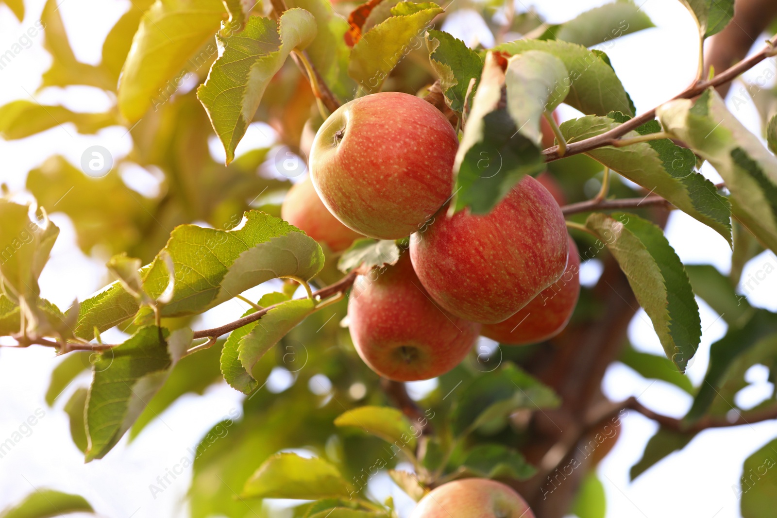 Photo of Tree branches with ripe apples outdoors on sunny day