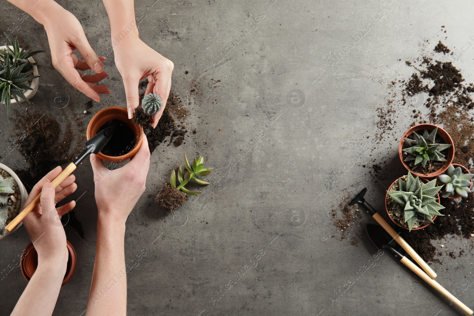 Photo of Women transplanting home plants on grey background, top view. Space for text