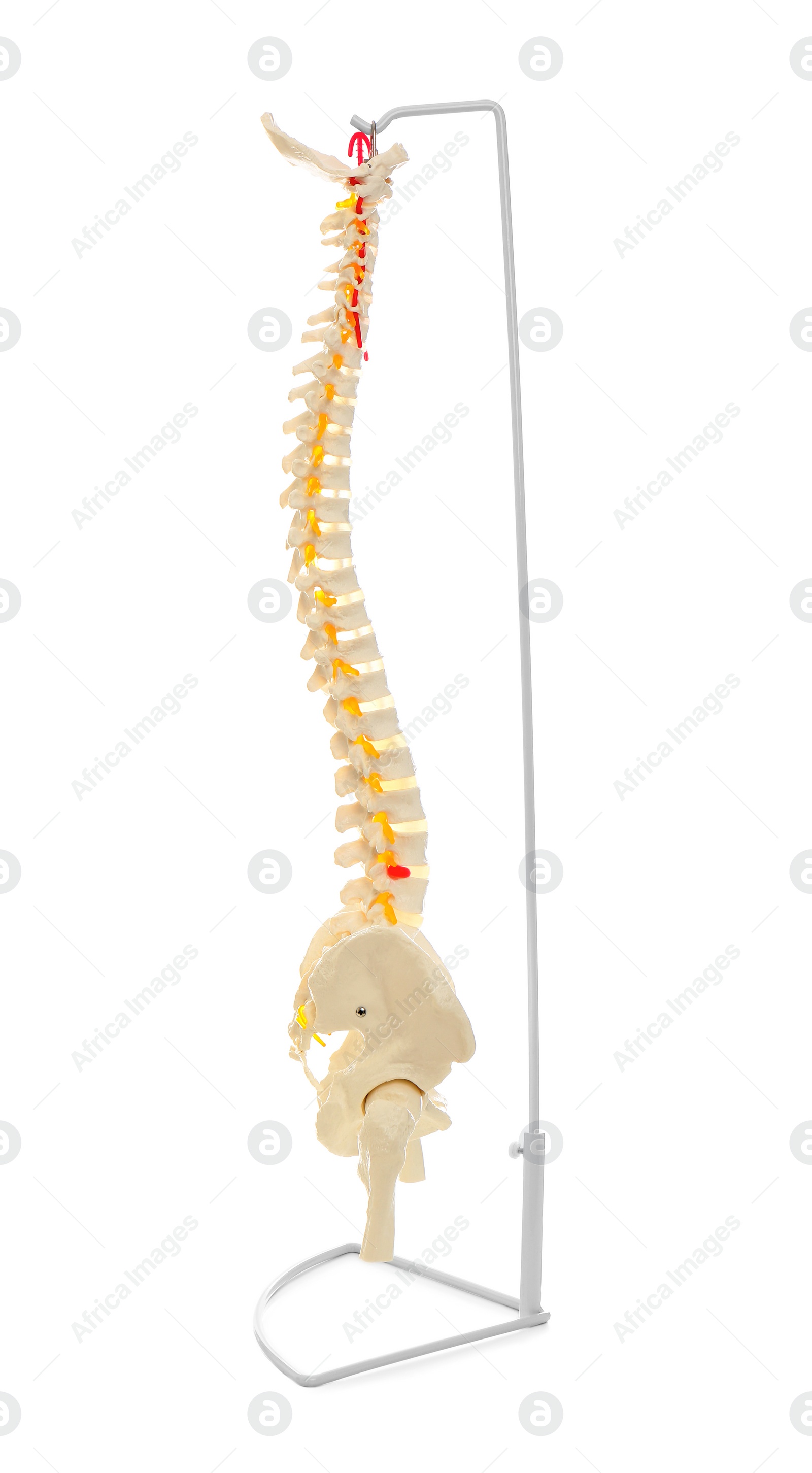 Photo of Artificial human spine model isolated on white