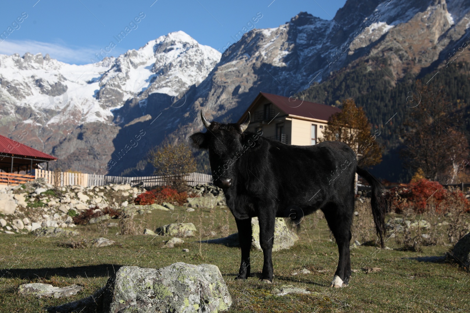 Photo of Beautiful view of cow in mountains on sunny day