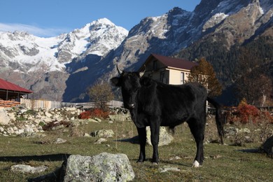 Photo of Beautiful view of cow in mountains on sunny day