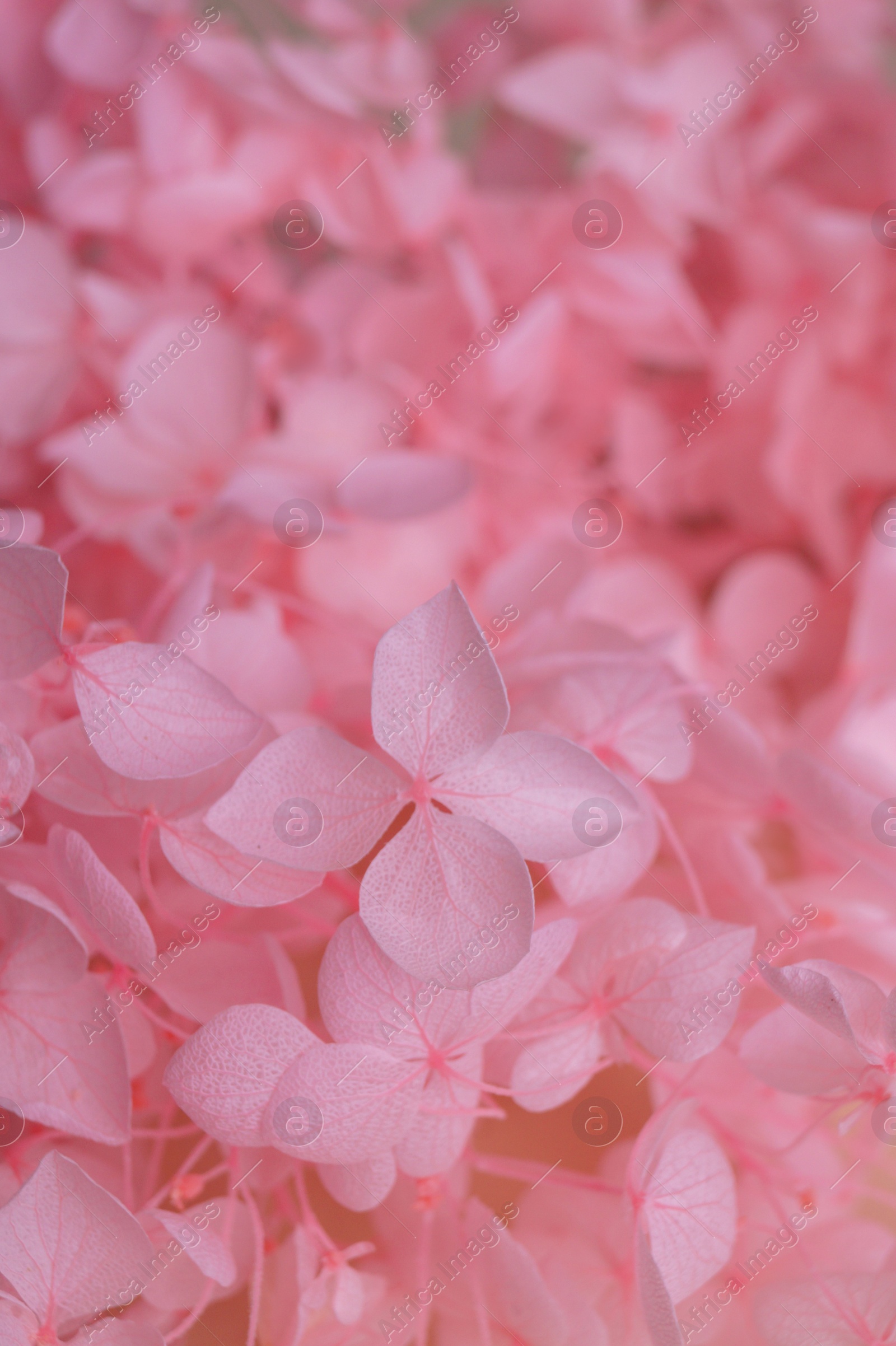 Photo of Beautiful pink hortensia flowers as background, closeup. Space for text