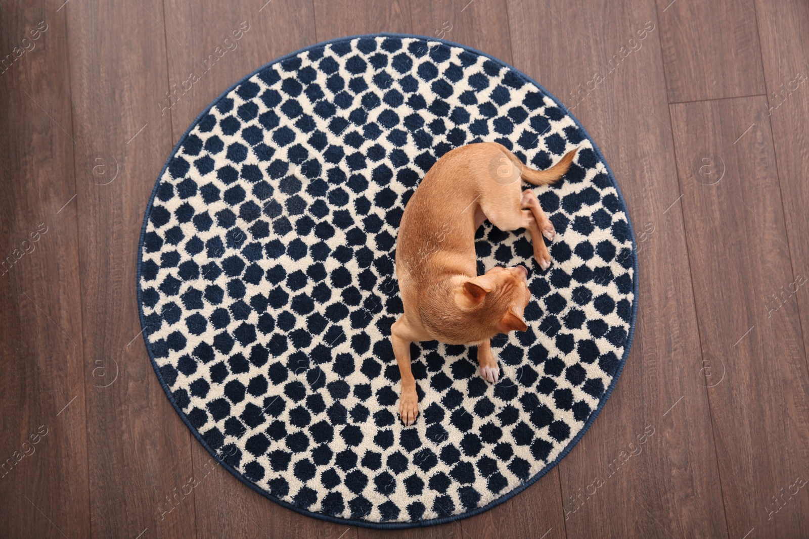 Photo of Cute Chihuahua dog lying on warm floor, top view. Heating system