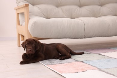 Photo of Cute chocolate Labrador Retriever puppy on rug at home. Lovely pet