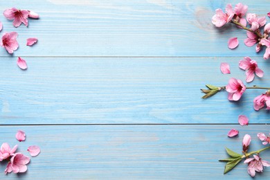 Beautiful sakura tree blossoms on light blue wooden background, flat lay. Space for text