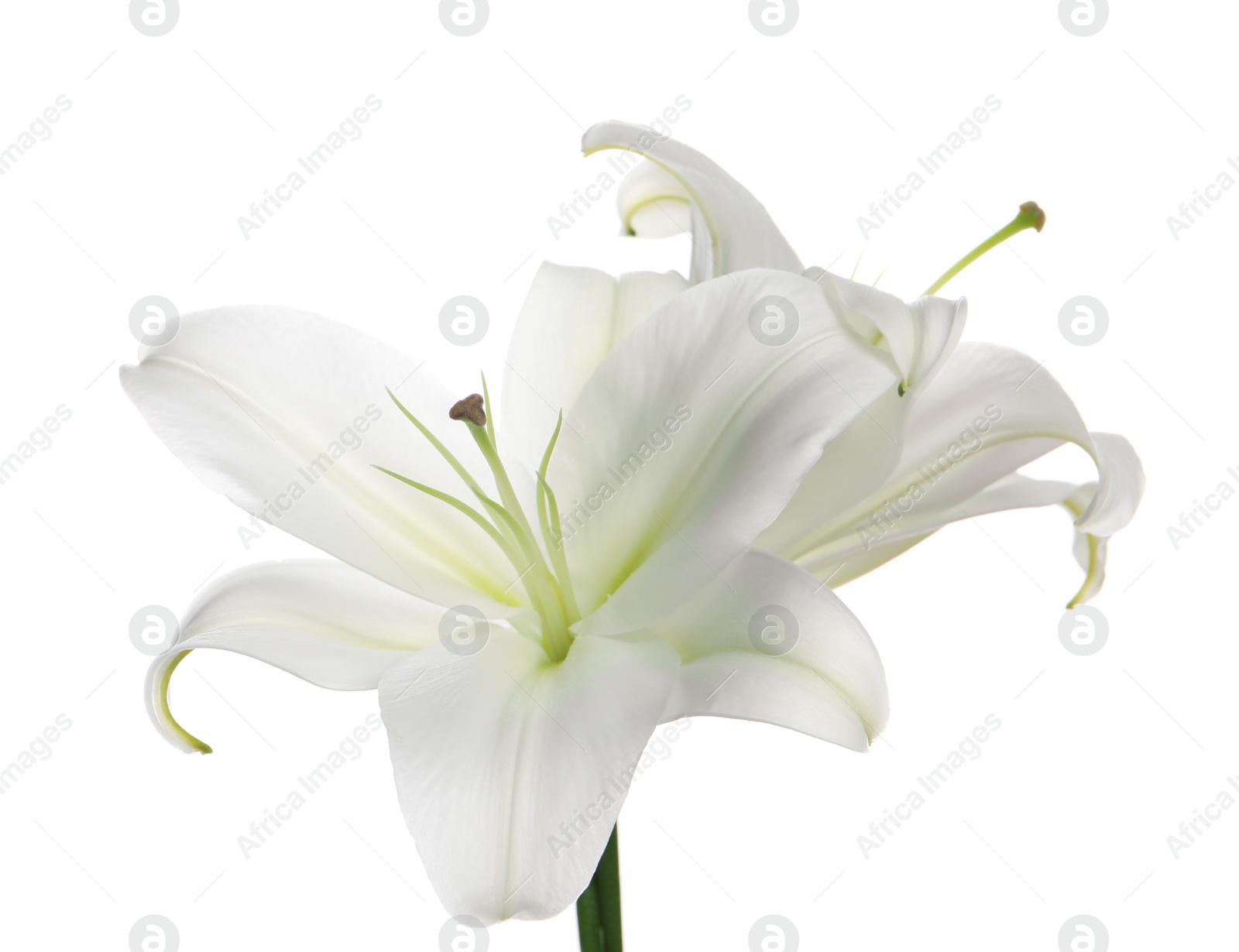 Photo of Beautiful fresh lily flowers isolated on white