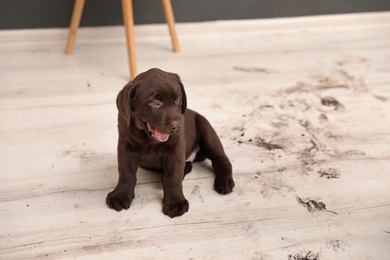 Photo of Chocolate Labrador Retriever puppy and dirty paw prints on floor indoors