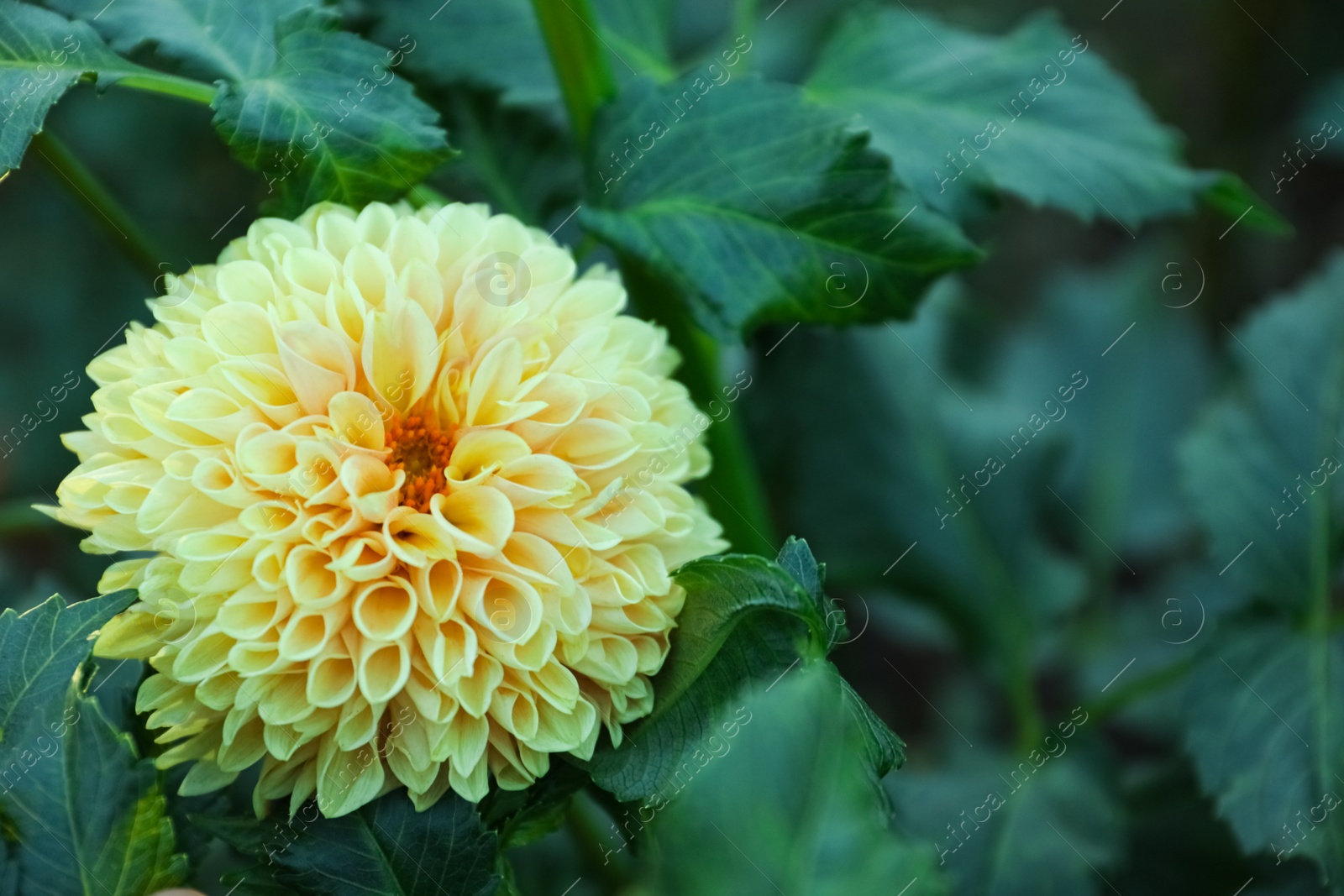 Photo of Beautiful blooming yellow dahlia flower in green garden, closeup. Space for text