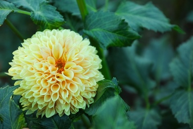 Photo of Beautiful blooming yellow dahlia flower in green garden, closeup. Space for text