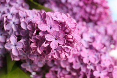 Photo of Beautiful blooming lilac flowers on blurred background, closeup