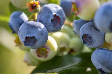 Photo of Wild blueberries growing outdoors, closeup. Seasonal berries