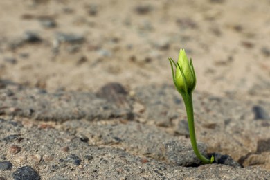 Photo of Beautiful flower growing in dry soil, space for text. Hope concept