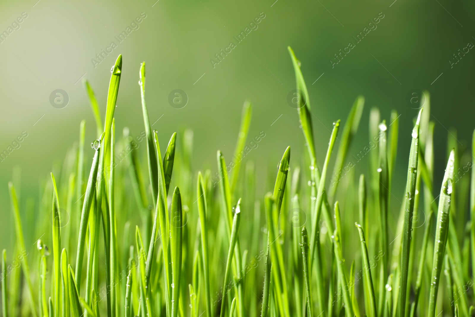 Photo of Green wheat grass with dew drops on blurred background, closeup