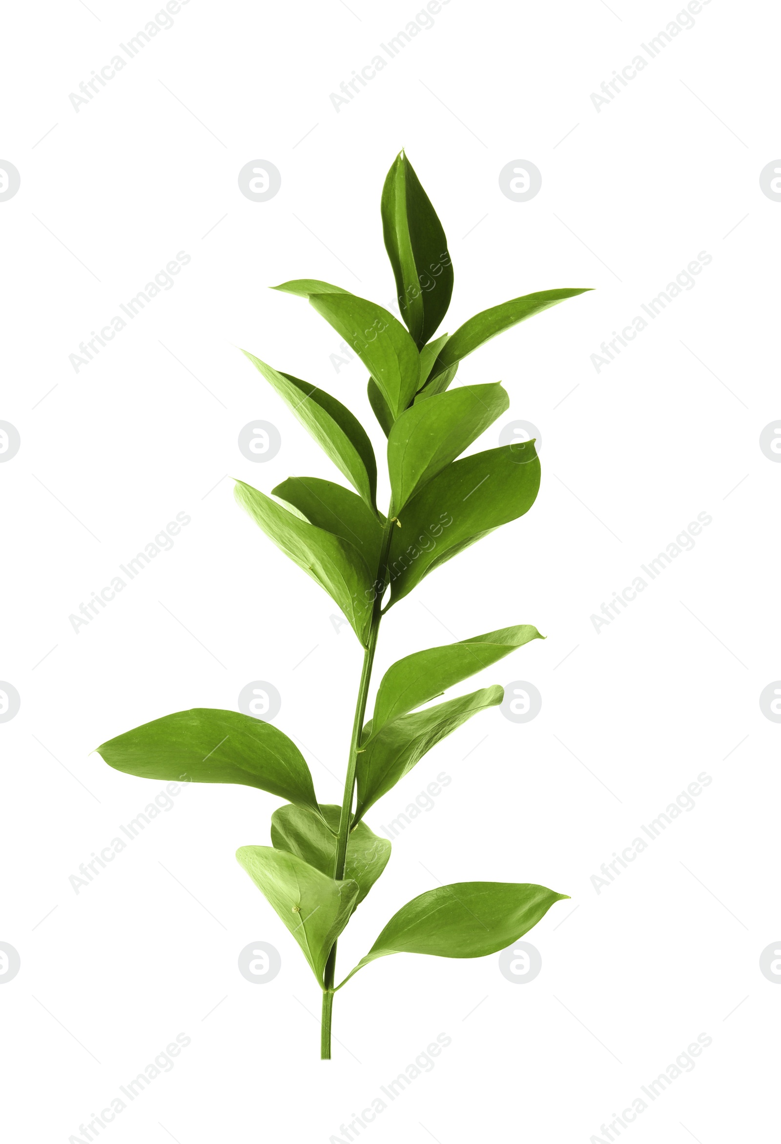 Photo of Branch with fresh green Ruscus leaves on white background