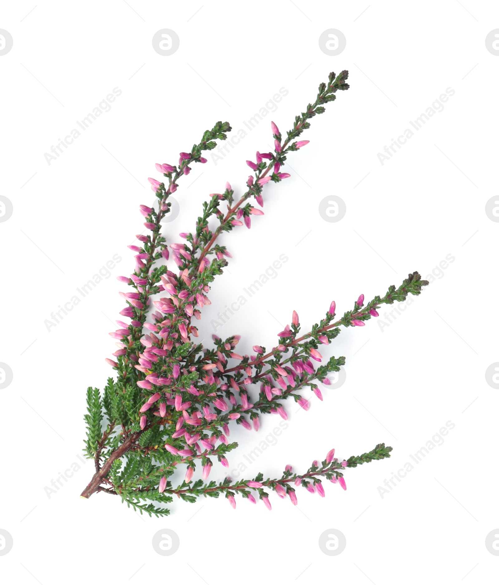 Photo of Branch of heather with beautiful flowers isolated on white