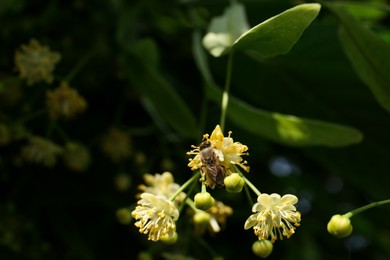 Photo of Beautiful moth on branch of linden tree with blossoms outdoors, closeup. Space for text