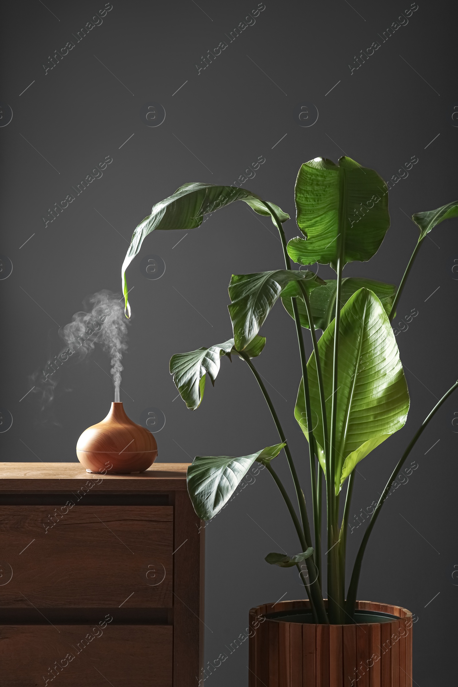 Photo of Air humidifier on chest of drawers near green houseplant against grey wall