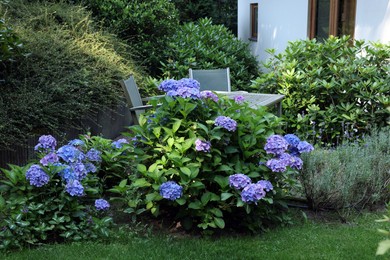 Beautiful hydrangea plant with light blue flowers outdoors