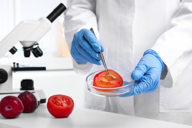 Photo of Scientist holding Petri dish with slice of tomato in laboratory, closeup. Poison detection