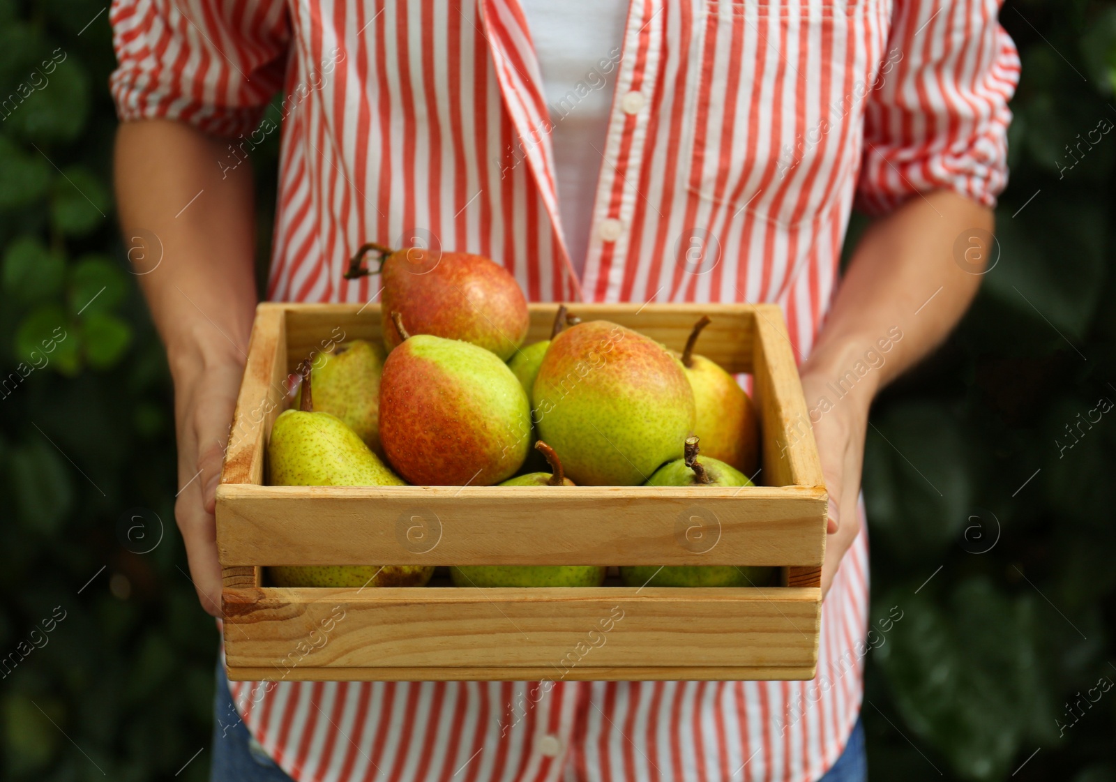 Photo of Woman holding wooden crate of fresh ripe pears outdoors, closeup