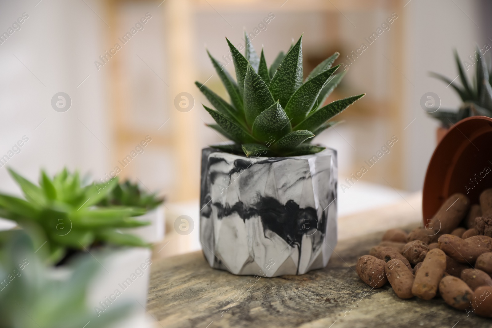 Photo of Beautiful potted succulents on wooden table indoors