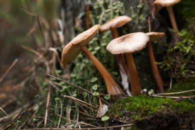 Photo of Mushrooms growing in wilderness on autumn day, closeup