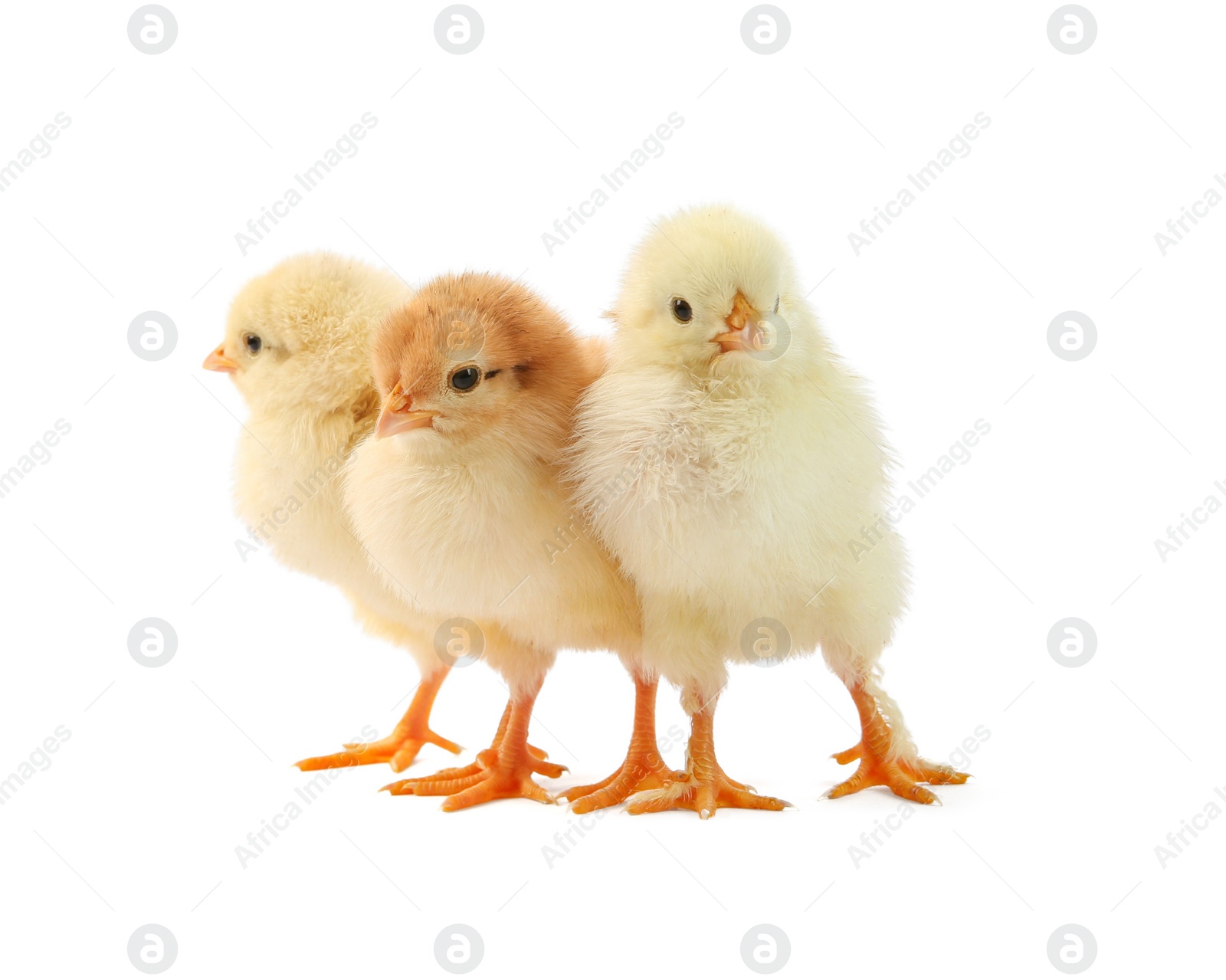 Photo of Cute chicks isolated on white. Baby animals