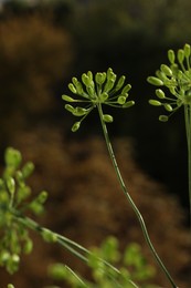 Photo of Fresh green dill flowers on blurred background, closeup