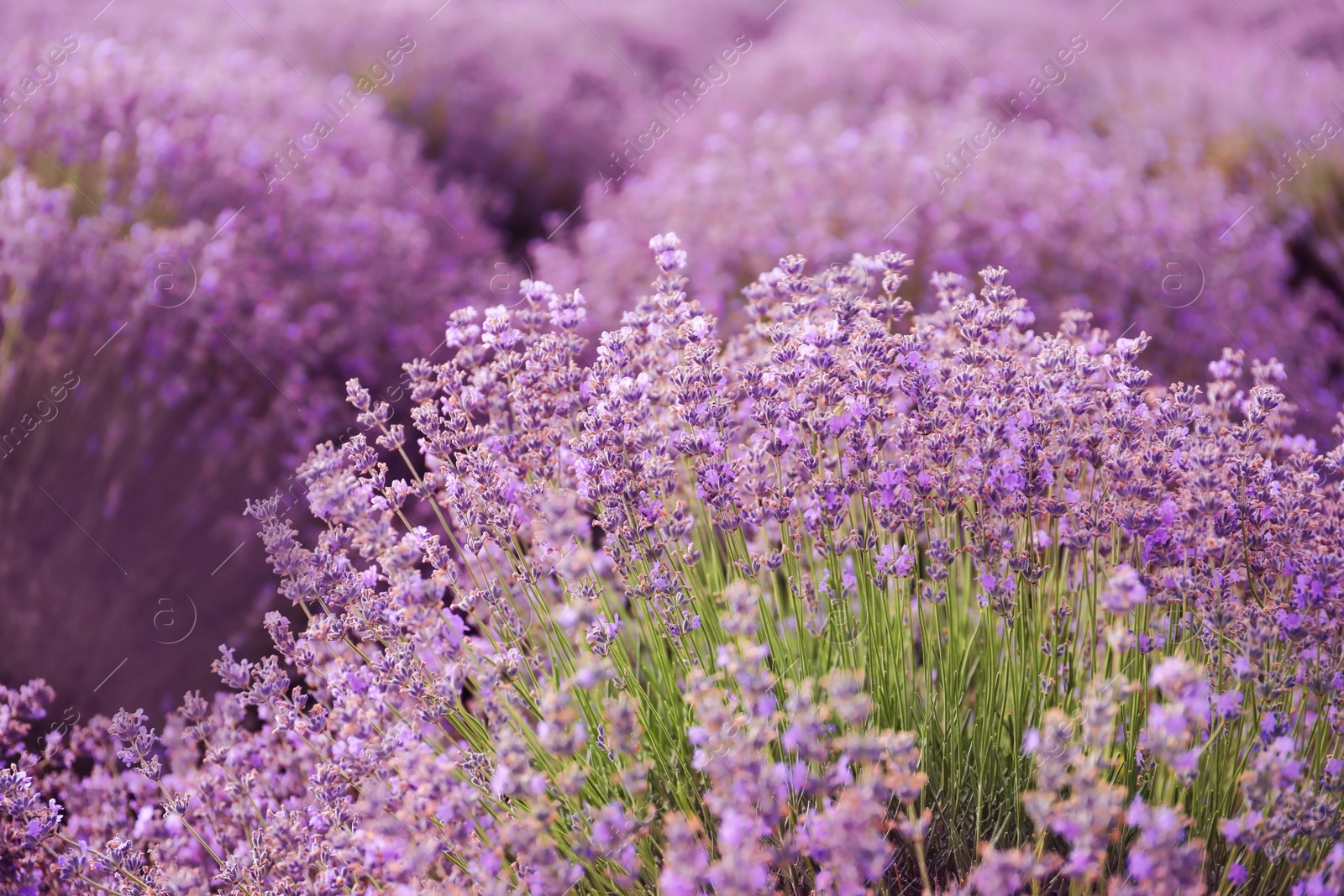 Photo of Beautiful blooming lavender in field on summer day