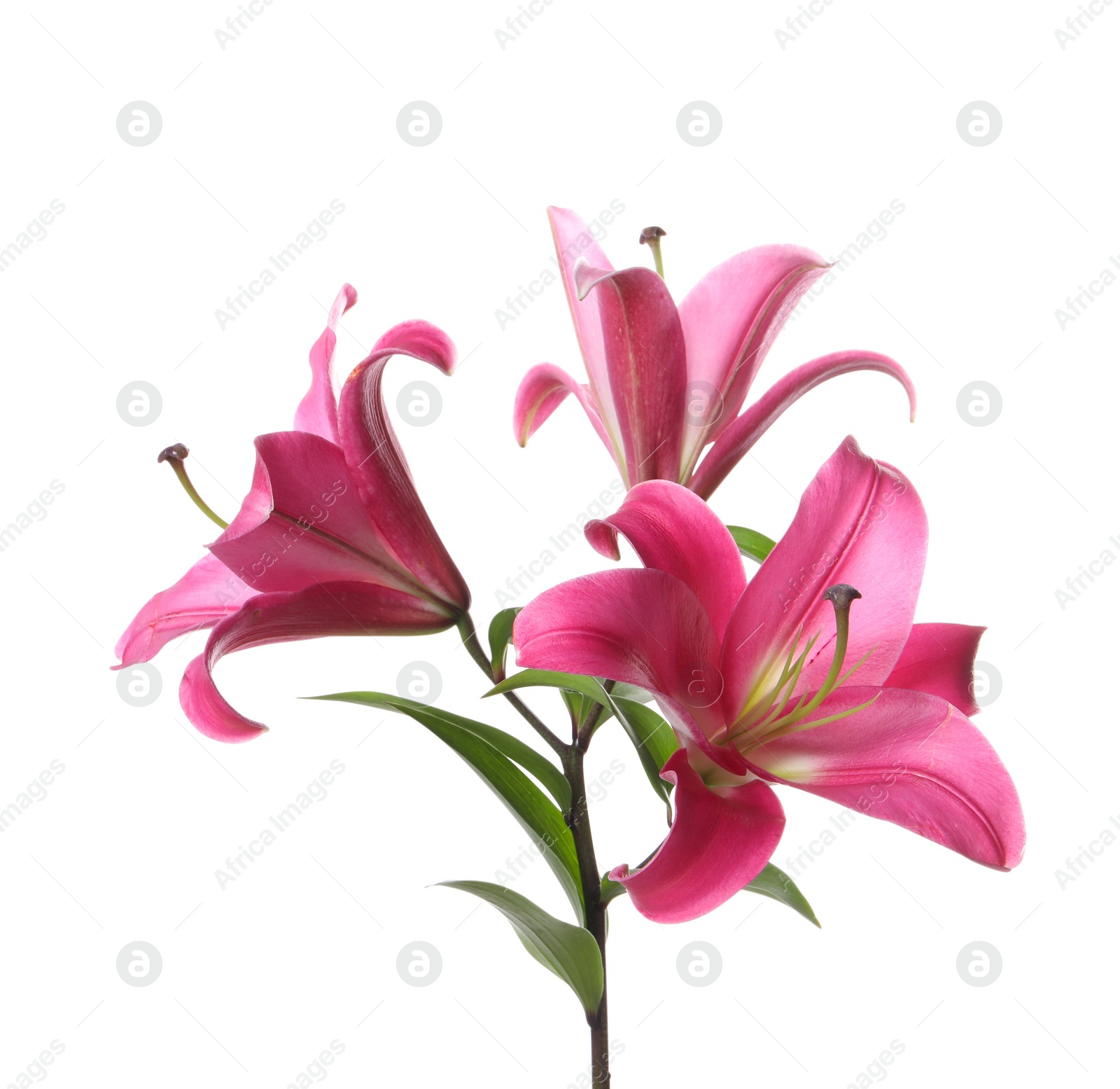 Photo of Beautiful pink lily flowers isolated on white