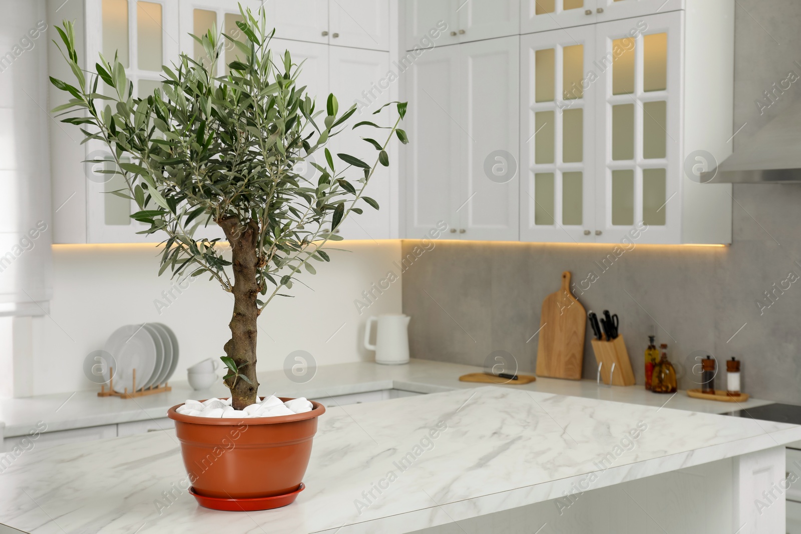 Photo of Beautiful olive tree on marble table in stylish kitchen