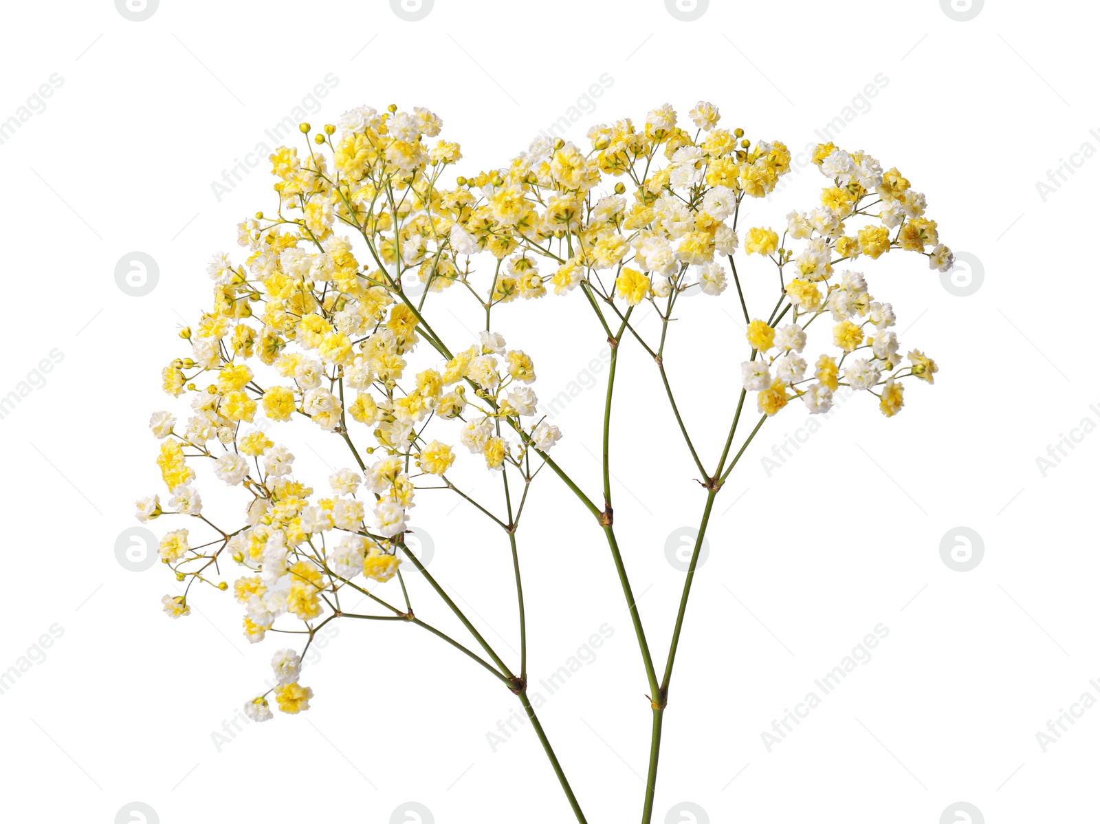 Photo of Beautiful color gypsophila twig isolated on white