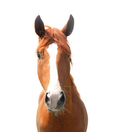 Closeup view of chestnut horse isolated on white. Beautiful pet  
