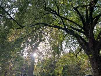 Photo of Beautiful view of trees in autumn park