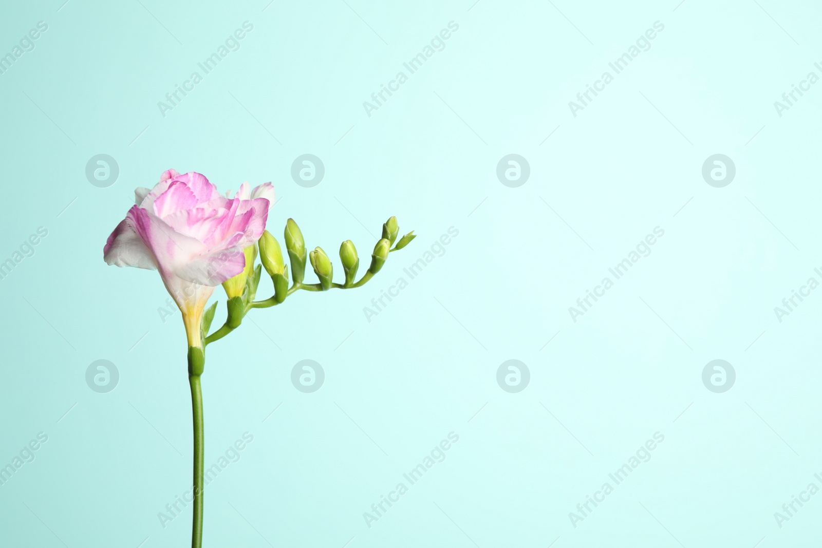 Photo of Beautiful blooming pink freesia on light blue background. Space for text