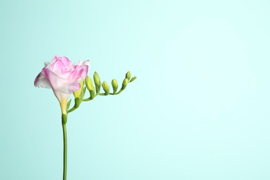 Photo of Beautiful blooming pink freesia on light blue background. Space for text