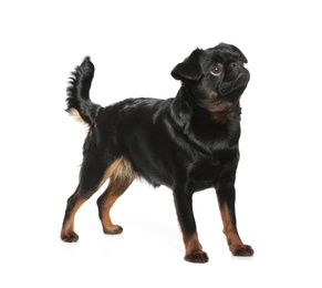 Photo of Adorable black Petit Brabancon dog standing on white background