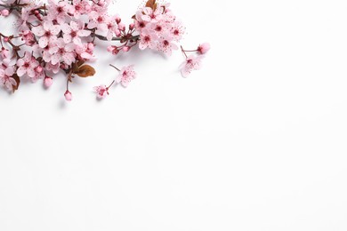 Photo of Cherry tree branch with beautiful pink blossoms on white background, top view. Space for text