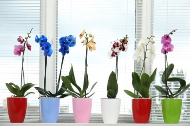 Photo of Beautiful tropical orchid flowers in pots on windowsill