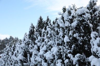 Photo of Beautiful coniferous trees covered with snow in winter morning