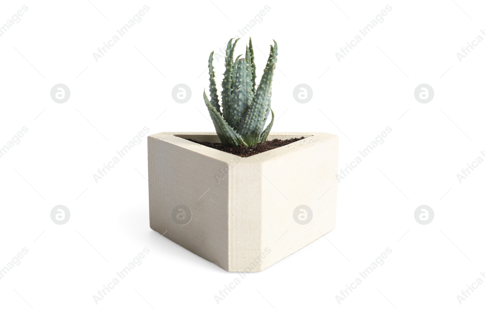 Photo of Beautiful succulent plant in stylish flowerpot isolated on white. Home decor