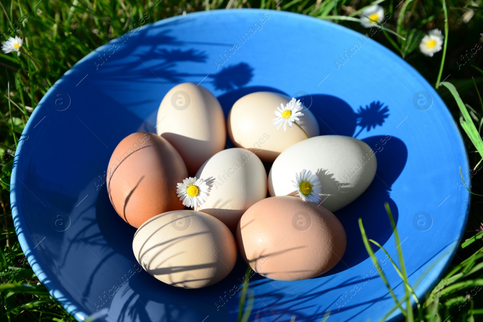 Photo of Plate with assorted eggs and chamomile flowers on green grass outdoors, closeup