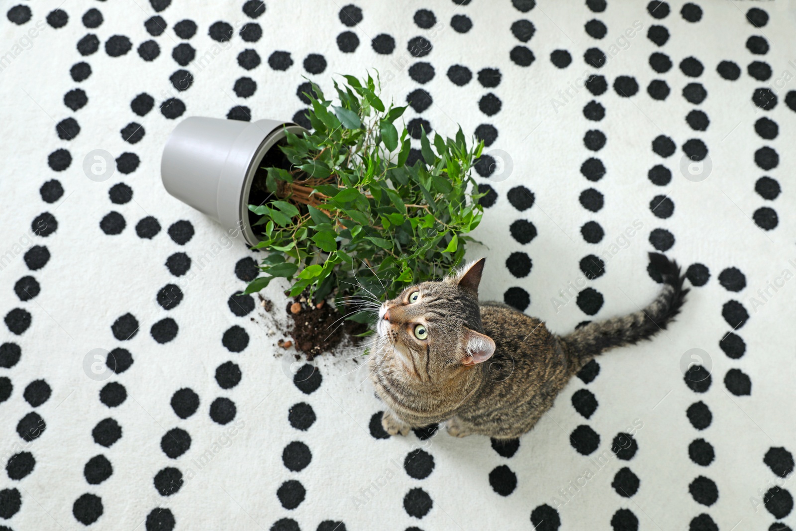 Photo of Mischievous cat near overturned houseplant on carpet, above view