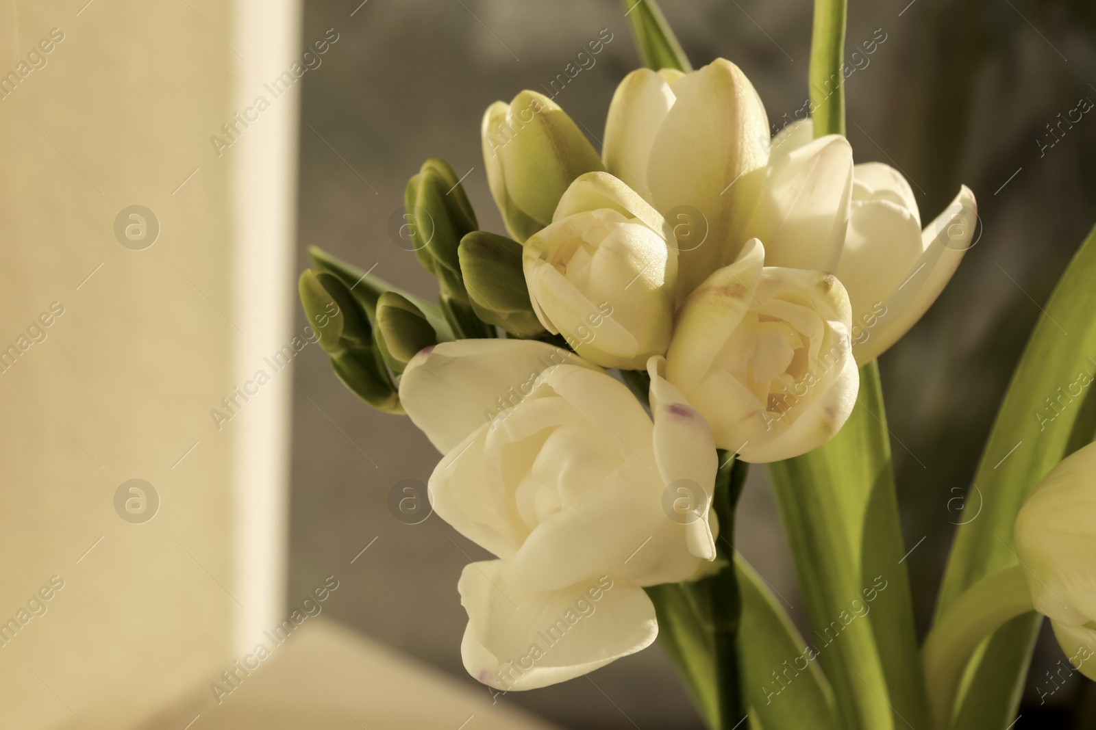 Photo of Spring is coming. White beautiful flowers, closeup. Space for text