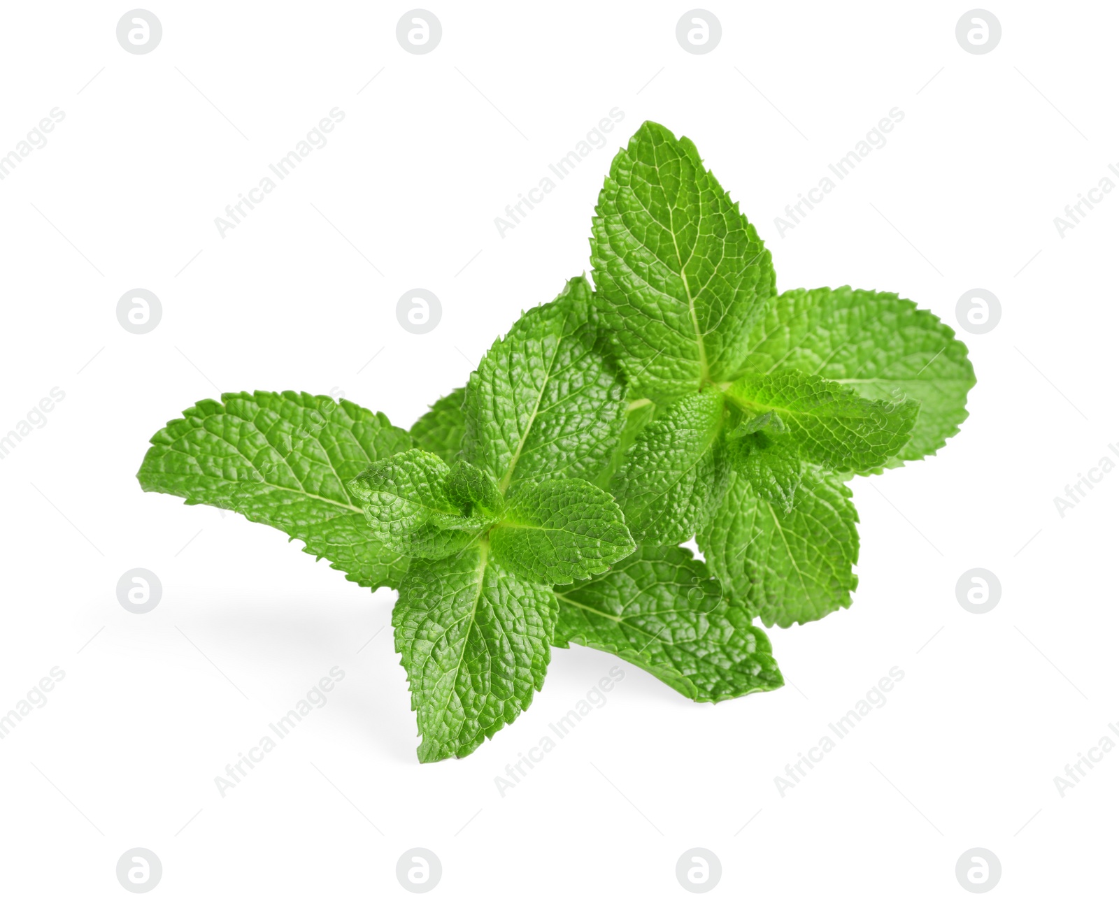 Photo of Fresh mint plant with green leaves isolated on white