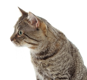 Cute cat on white background. Lovely pet