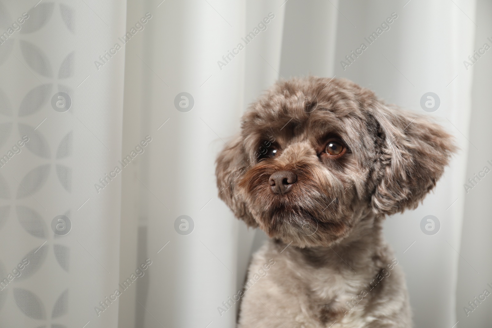Photo of Cute Maltipoo dog indoors, space for text. Lovely pet