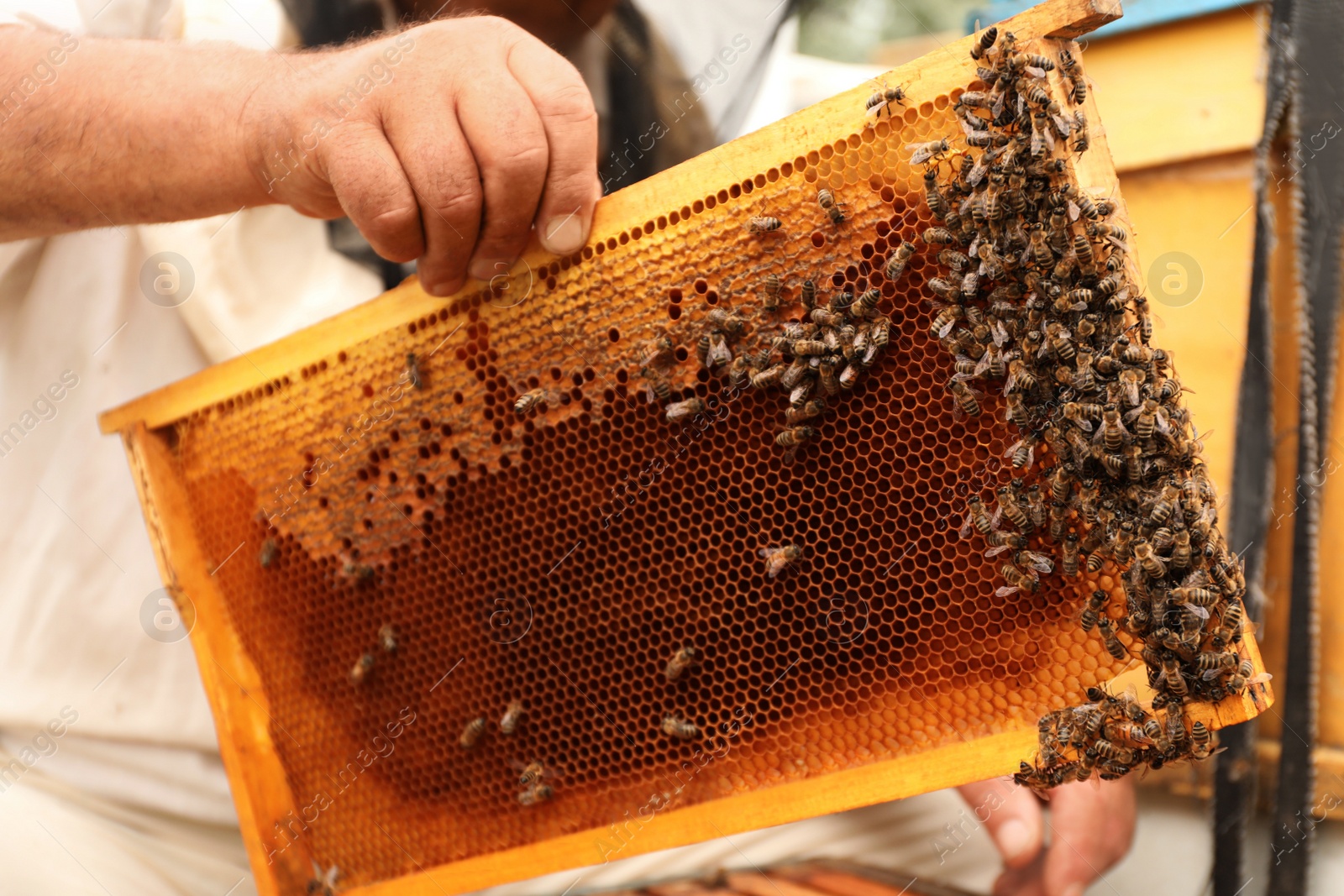 Photo of Beekeeper in uniform taking frame from hive at apiary, closeup. Harvesting honey