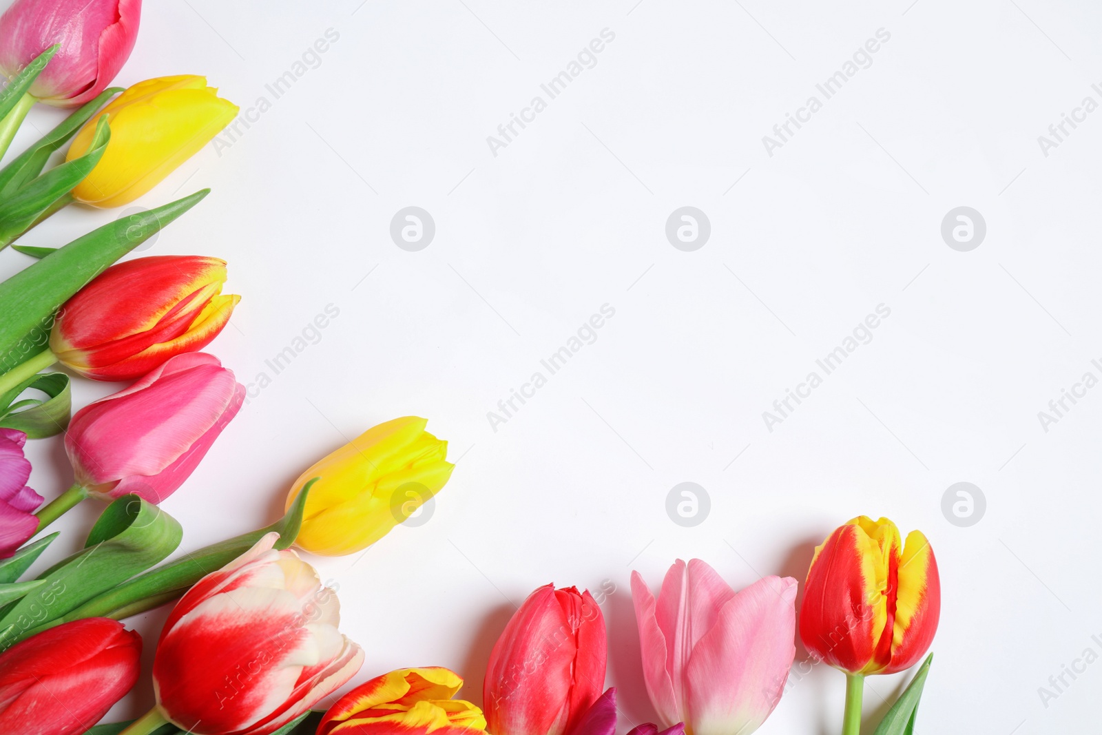 Photo of Beautiful spring tulips on white background, top view